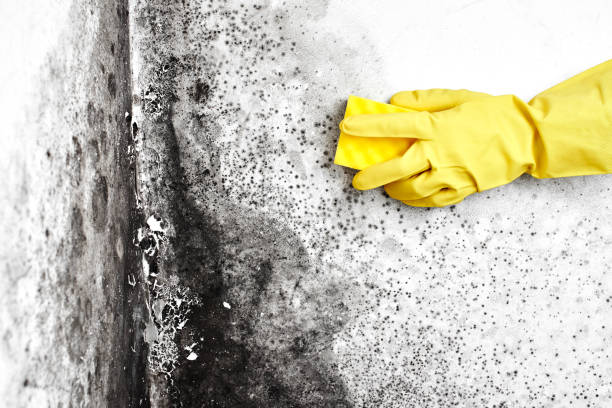 Best Preventive Mold Services in Kingston, NY