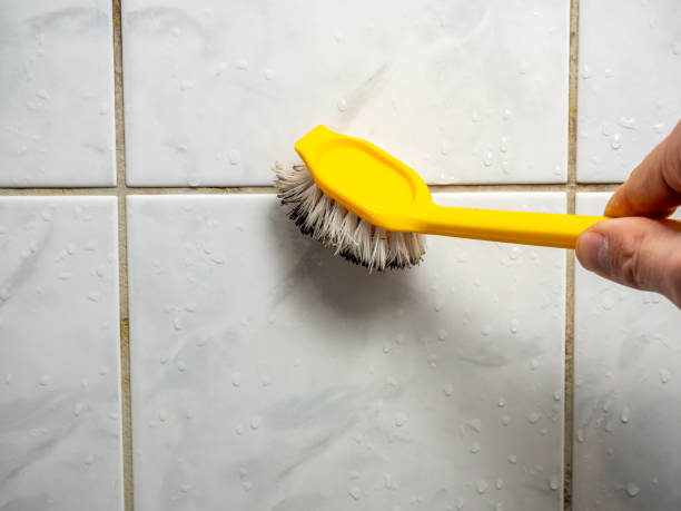 Best White Mold Remediation in Kingston, NY