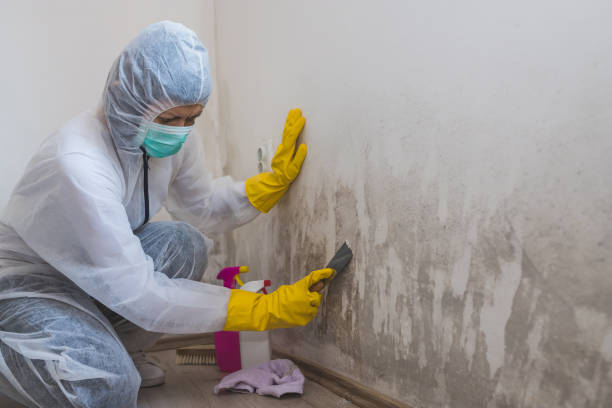 Best Localized Mold Remediation (e.g., coastal areas, humid climates) in Kingston, NY
