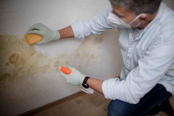 Best Kitchen Mold Remediation in Kingston, NY
