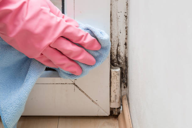 Best Post-Remediation Services in Kingston, NY